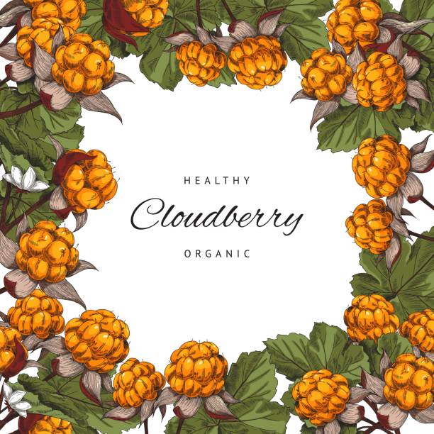 illustrazioni stock, clip art, cartoni animati e icone di tendenza di banner quadrato cloudberry con spazio di copia per testo, illustrazione vettoriale di schizzo su sfondo bianco. - frame food sketch banner