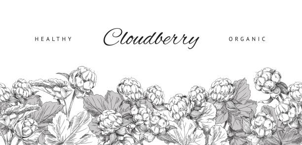 illustrazioni stock, clip art, cartoni animati e icone di tendenza di banner vegetale sano e organico cloudberry, schizzo illustrazione vettoriale su sfondo bianco. - frame food sketch banner