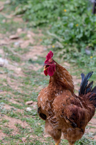 istock Agriculture. Beautiful, bright rooster close-up 1388057387