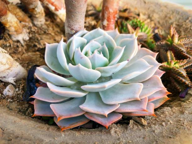 Beautiful flowers in California Beautiful flowers in California echeveria stock pictures, royalty-free photos & images