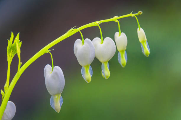 The hearts bloom beautifully near the forest
