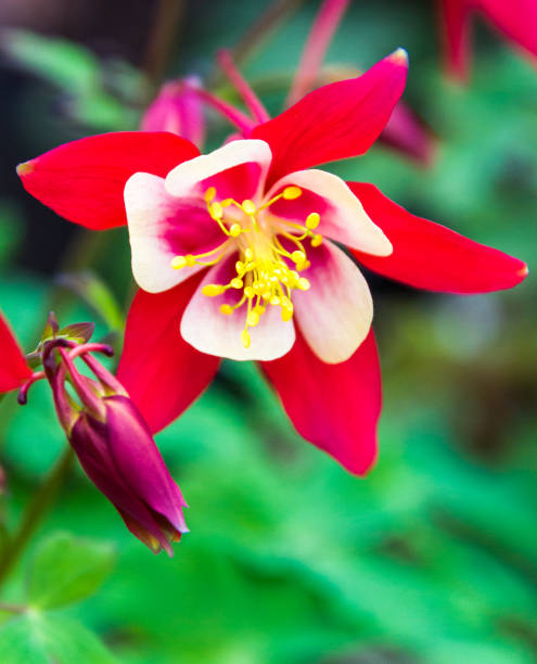 istock Brilliant Red Columbine Flower 1388060235