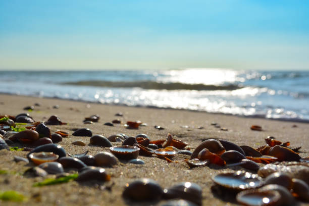 istock Shells Sand Beach Sun Sunshine Sea Waves 1388062810