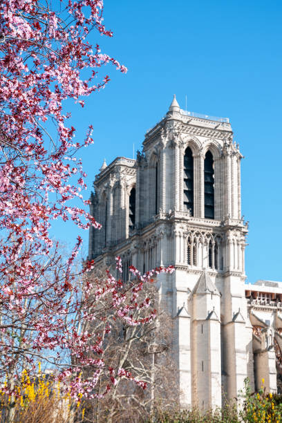 istock Cherry blossom with Notre-Dame cathedral 1388063429