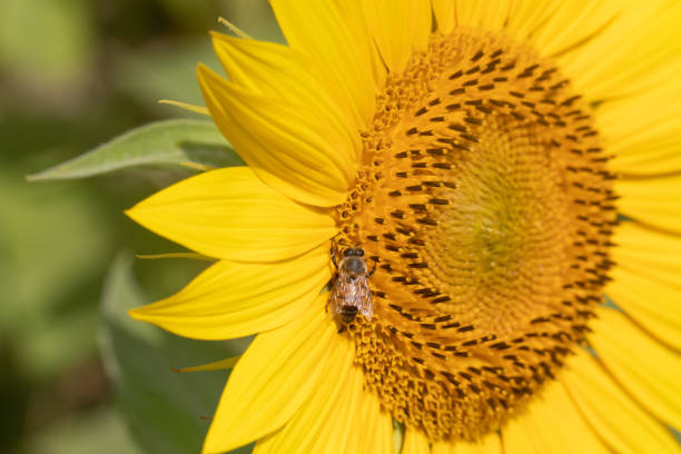 Animal wild life macro photography