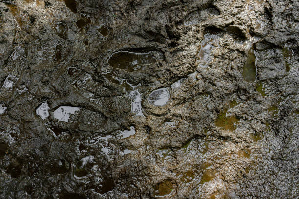 Muddy prints texture in the middle of the forest with water shining in puddles.