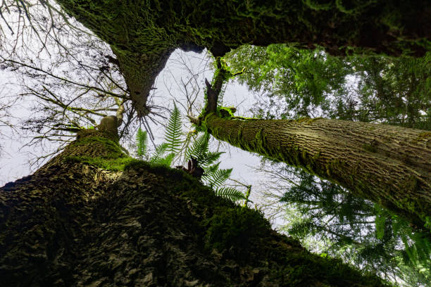 istock Three Trees Stretching Upward Covered in Moss with Beautiful Bark and Branches Stretching Out 1388067061