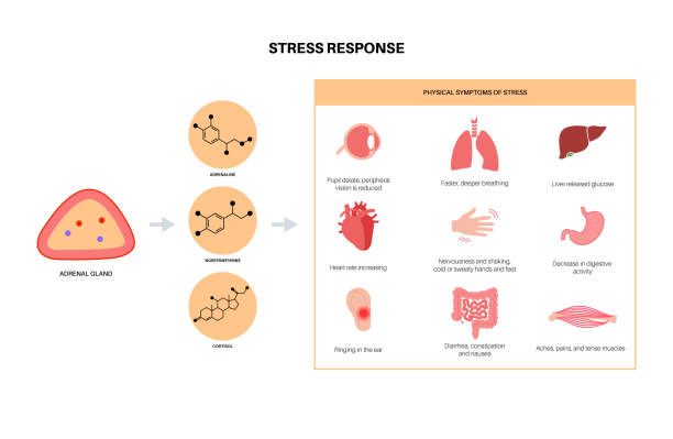 Stress responce system Stress response system and hypothalamic pituitary adrenal axis concept. Anatomy of adrenal and pituitary glands. Adrenaline and cortisol hormones in the human body. Medical flat vector illustration glycogen stock illustrations