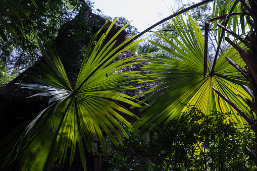 Beautiful background on Green sugar palm leaf in the morning sunlight. Nature light and shadows art on green palm leaves, Selective focus.