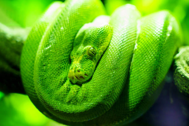 istock green snake coiling resting on tree branch, Large-eyed Pit Viper or Trimeresurus macrops 1388068511
