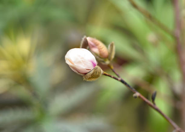 Lilac magnolia fresh flower with catkin on a spring day