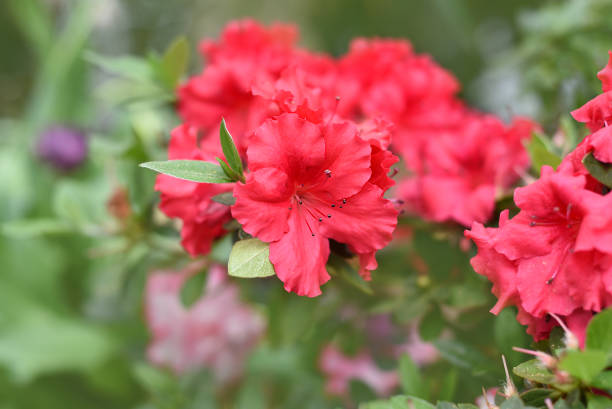 istock Rhododendron Bunde Schame or Azalea indica 1388070731