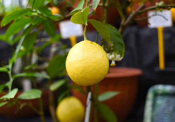 istock Ripe lemon growing on a branch 1388070770