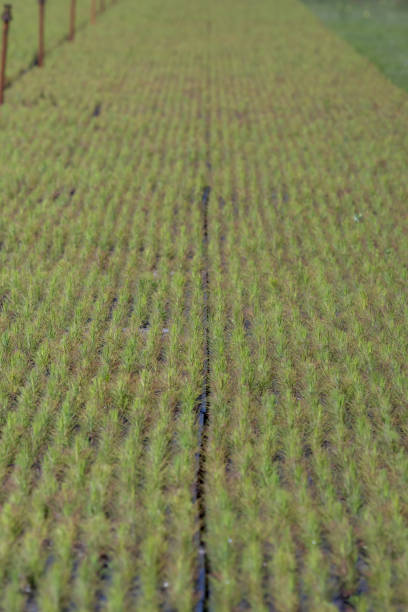 istock Full frame low angle view of very young pine seedlings in neat rows with irrigation risers at top left 1388071123
