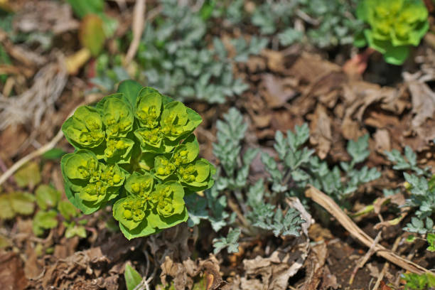 istock Euphorbia helioscopia 1388073023
