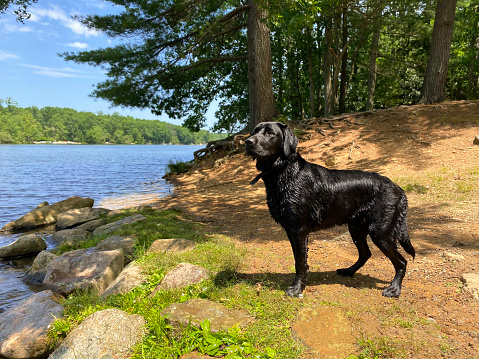 A portrait of a black Labrador Retriever dog next to a lake. Image taken on a mobile phone