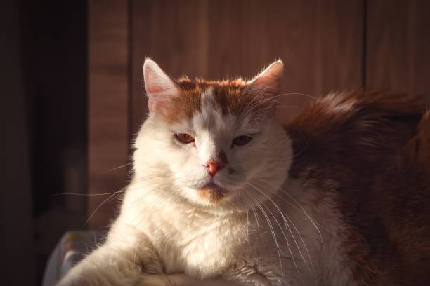 Cat is muzzle lit by the morning sun.