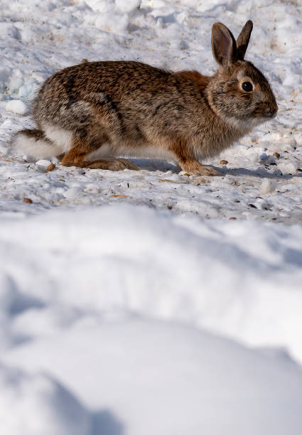 istock Cute cottontail rabbit looking for seeds in snow 1388077386