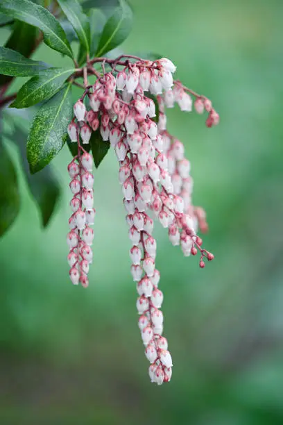 Pieris japonica blooms in spring