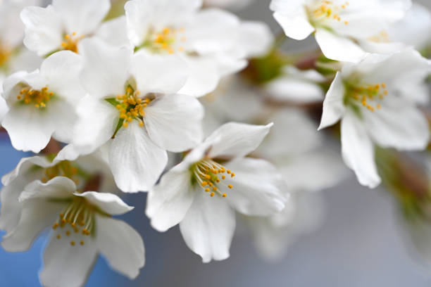 ciliegio - spring may march blossom foto e immagini stock