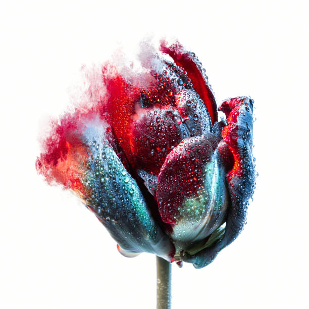 foto ravvicinata di bocciolo di tulipano multicolore su sfondo bianco. effetto pittura astratta - bud flower tulip flowers foto e immagini stock