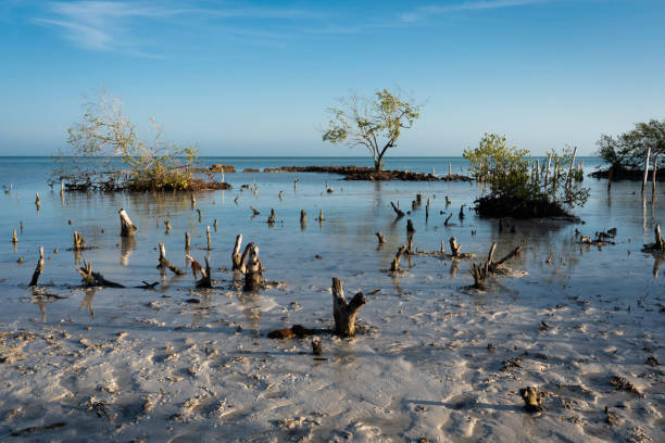 istock Nature preserve on Holbox Isle, Mexico 1388082321