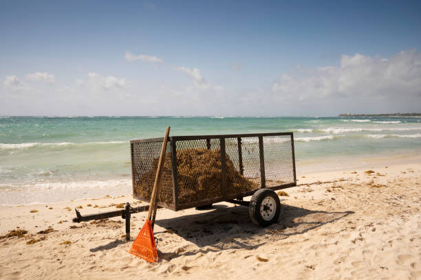 istock Cleaning up seaweed on the beach 1388082353