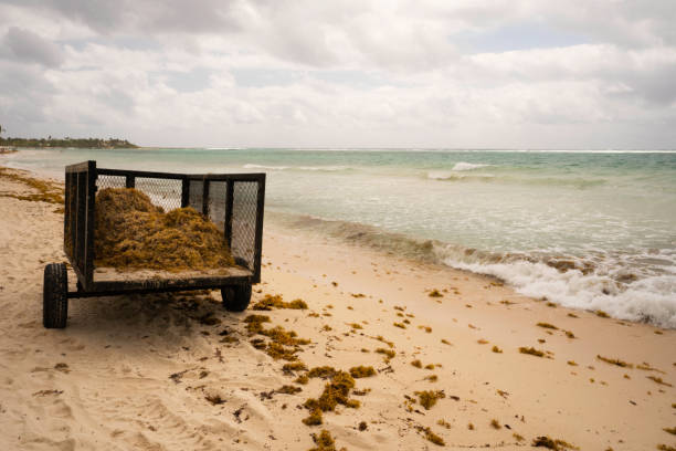 Cleaning up seaweed on beach, Akumal Bay, Mexico