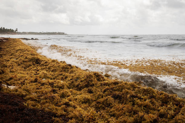 Sargassum seaweed in Riveria, Mexico Sargassum, brown seaweed algae, on the beach, Akumal Bay, Mexico sargassum stock pictures, royalty-free photos & images