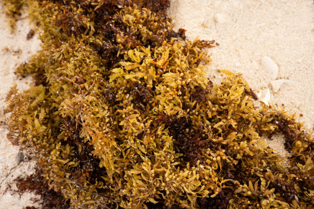 Sargassum seaweed in Riveria, Mexico Close up of Sargassum, brown seaweed algae, on the beach, Akumal Bay, Mexico sargassum stock pictures, royalty-free photos & images