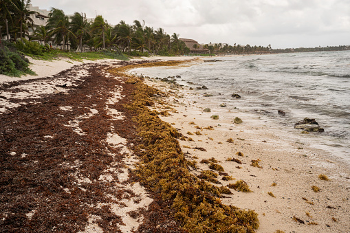 Sargassum, brown seaweed algae, on the beach, Akumal Bay, Mexico