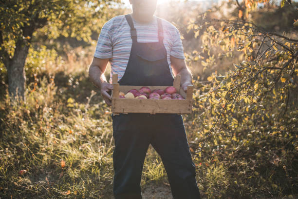 Senior retiree, a man with gray hair, picking apples from his garden on a beautiful autumn day