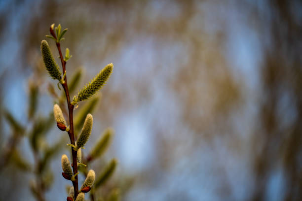 istock Spring Plant Growth in Seattle, WA 1388084127