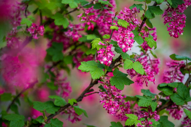 istock Spring Plant Growth in Seattle, WA 1388084139