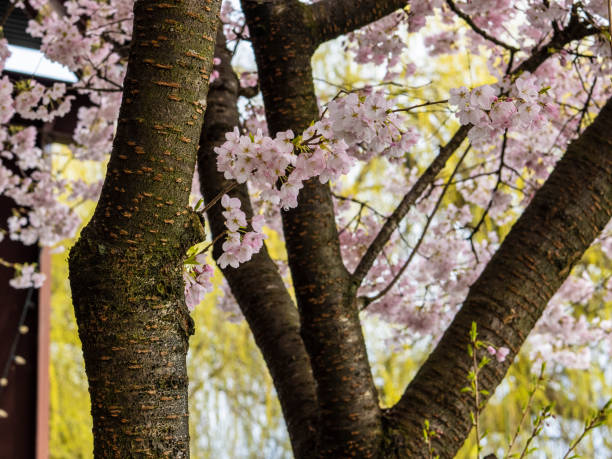 桜の花 - 5953 ストックフォトと画像