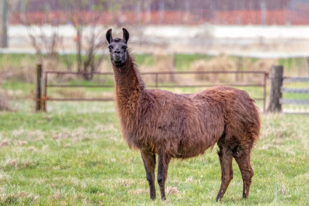 istock Llama in a livestock farm, Delta, BC, Canada 1388087274