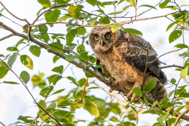 istock Newborn Great-horned Owl, Delta, BC, Canada 1388087276