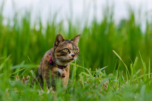 Domestic cat looking and focus on something with greenfield background.