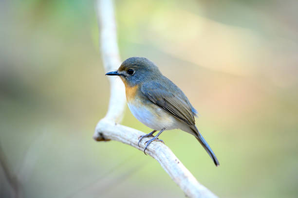 istock Closeup Tickell's Blue Flycatcher perched on a branch 1388089551