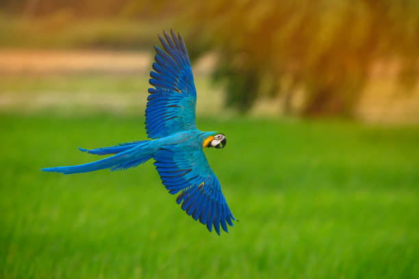 istock Blue and gold macaw flying on green background 1388089565