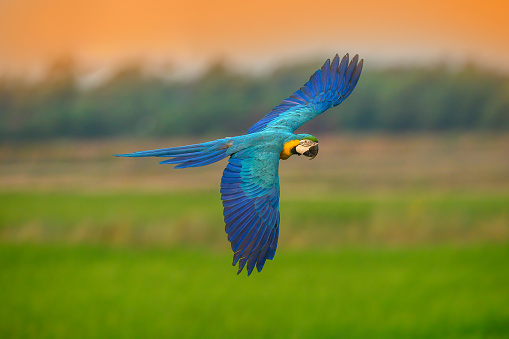 Blue and gold macaw flying on green background