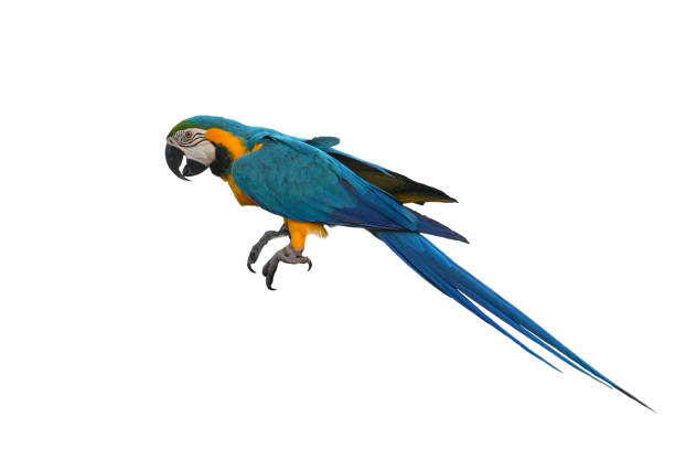istock Blue and gold macaw isolated on white background 1388089570