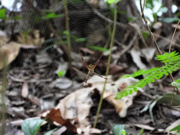 A Saint Andrews Cross spider in a web