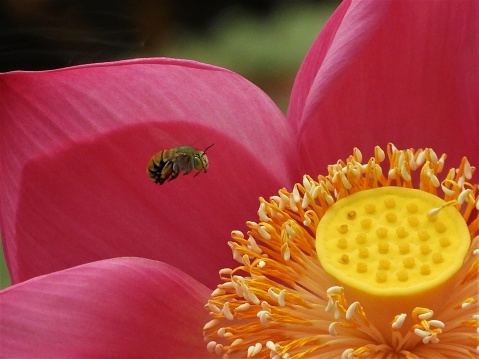 A bee coming in to land on a flower