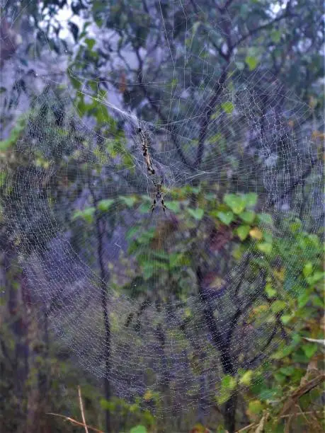 A spider web covered in mist