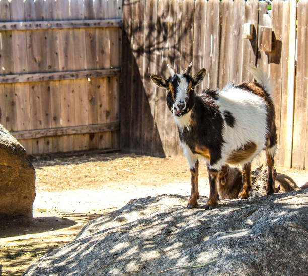 A group of mountain goats with a baby goat
