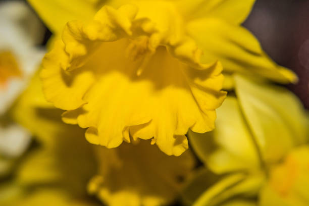 Daffodil blossom close up