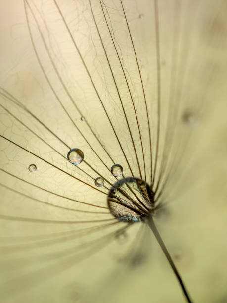istock Large dandelion seeds on a beige background. Macro with selective focus 1388095909