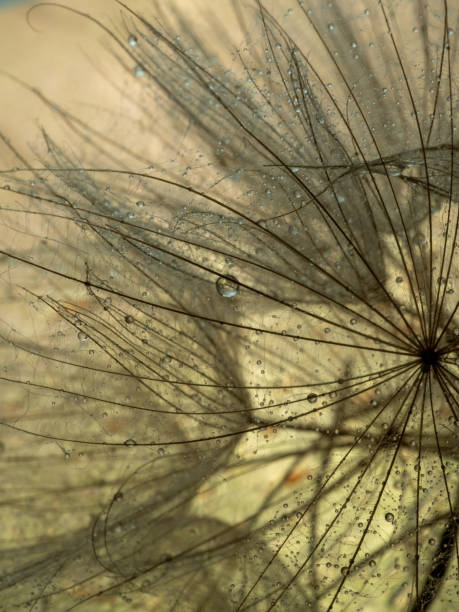 istock Large dandelion seeds on a beige background. Macro with selective focus 1388096066