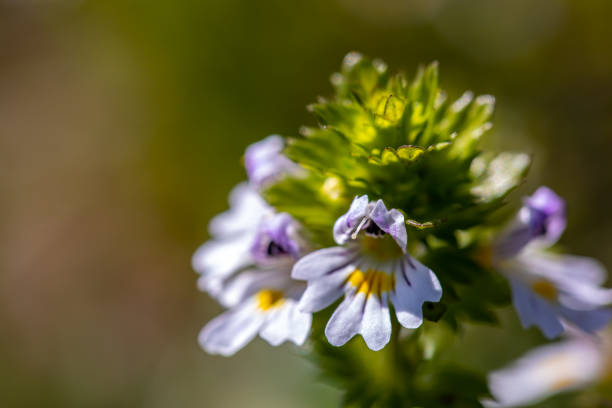 Euphrasia alpina flower growing in meadow, close up shoot flowers captured in Bohinj valley Slovenia euphrasia stock pictures, royalty-free photos & images